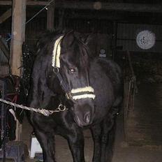 New Forest Odbjergs Bolette