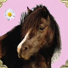 Welsh Mountain (sec A) Daisy †R.I.P.†