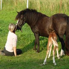 Welsh Mountain (sec A) Daisy †R.I.P.†