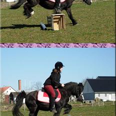 Welsh Mountain (sec A) Daisy †R.I.P.†