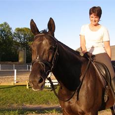 Anden særlig race Trojka (Himmelhest)