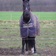 Anden særlig race Trojka (Himmelhest)