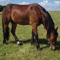 Welsh Cob (sec D) Låddenhøjs Donnovan SOLGT
