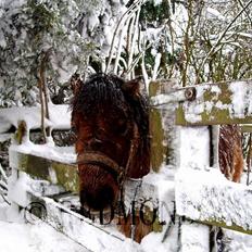 Shetlænder Butters Goldie of Redmond