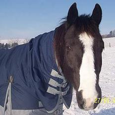 Fuldblod (XX) White Blackie