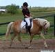 Tyroler Haflinger Gabriella Elghuset