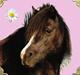 Welsh Mountain (sec A) Daisy †R.I.P.†