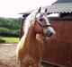 Haflinger Tarzan (Aslam)