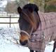 New Forest Campari