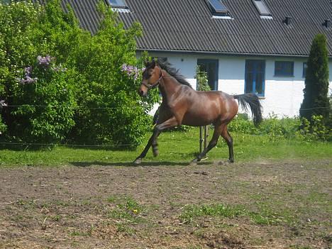 Anden særlig race Sebastian<'3 solgt:'( - Sebastian i en pæn galop billede 16