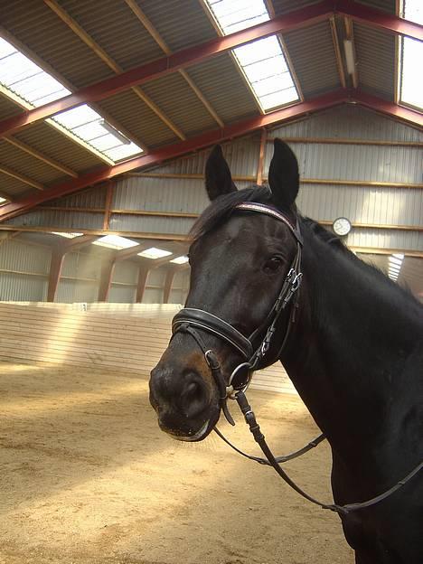 Anden særlig race ++Loke, Elsket & savnet++ - NYT: 14/5-06: Smukke Loke med hans nye pandebånd..! billede 16