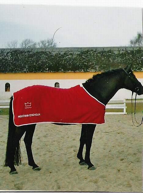 Dansk Varmblod Montana Engholm - Tana står lige model  billede 3