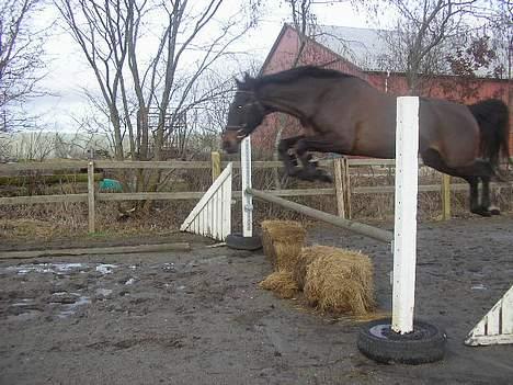 Anden særlig race Candy - løs spring :) - efter lang tids spring pause :P - er ik spring rytter mere. billede 6