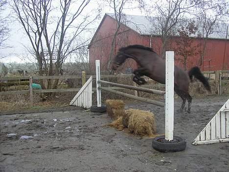Anden særlig race Candy - løs spring :) billede 7