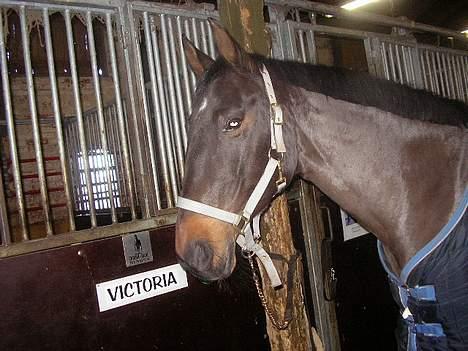 Anden særlig race Candy - lige inde jeg skulle bøste hende :) billede 8