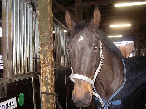Anden særlig race Candy - hun stod så sødt så tog et billede. billede 9