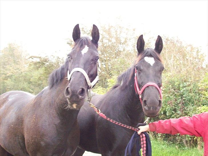 Anden særlig race Scarlet  SOLGT - Desire og scarlet, på marken..:) billede 13