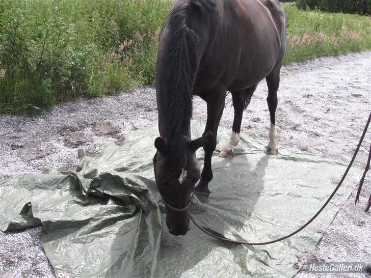 Anden særlig race Scarlet  SOLGT - Scarlet og maria..  Træningslejer:) D 14/4-09 billede 15