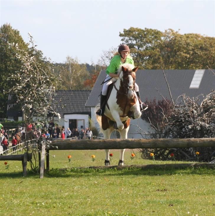 Anden særlig race Joe - hvil i fred - Joe og mig på Falken :D billede 19