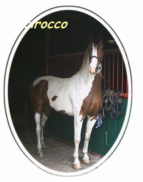 Pinto Scirocco - Sommer 04 billede 1