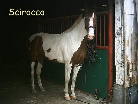 Pinto Scirocco - Må jeg ikke godt snart komme ud til de andre??? billede 3