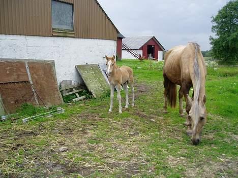 Haflinger James <,3 Minegen<'33 - James og hans mor<33Savner dig tøsen<33 billede 10