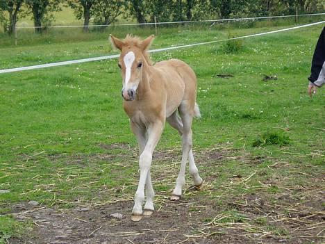 Haflinger James <,3 Minegen<'33 - James som lille billede 11