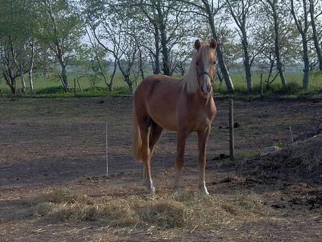 Haflinger James <,3 Minegen<'33 - james lytter billede 12