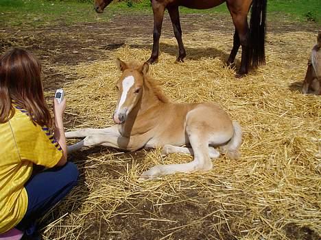 Haflinger James <,3 Minegen<'33 - elsker lille james billede 14