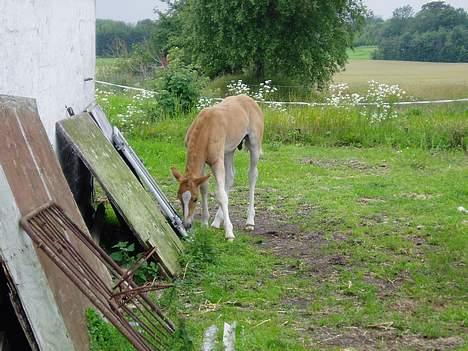 Haflinger James <,3 Minegen<'33 - James er meget nys billede 15