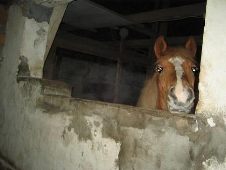 Haflinger James <,3 Minegen<'33 - James....han kan lige kigge over til den anden  billede 16