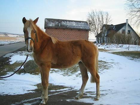 Haflinger James <,3 Minegen<'33 - James  der står pænt.. billede 17