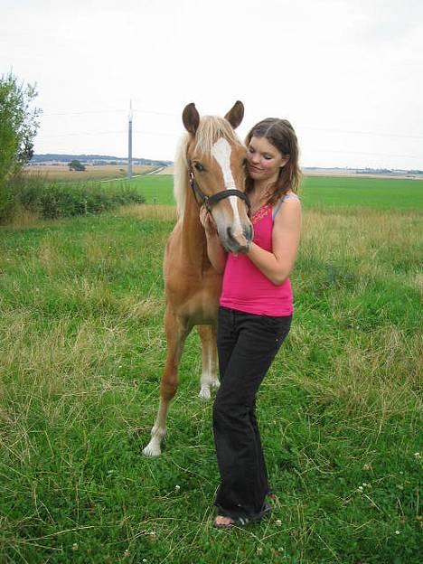 Haflinger James <,3 Minegen<'33 - James er en rigtigt nusse hest billede 19