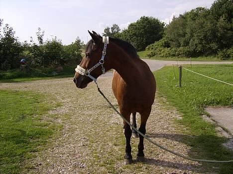 New Forest Fanny || Gammel part :( - græsser .. <3 billede 14