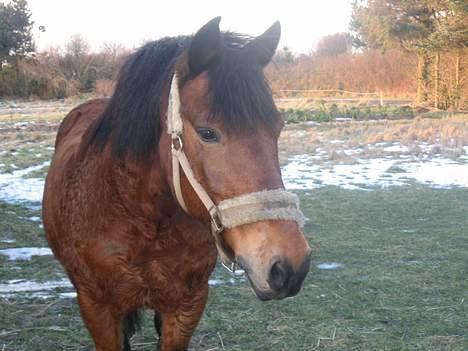 New Forest Fanny || Gammel part :( - hvor skal jeg kigge hen ? .. <3 billede 15