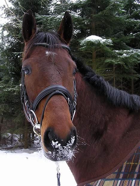 Fuldblod (XX) Another Vale - SOLGT - En dejlig gå-tur i en vinterklædt skov - Februar 2006 billede 9