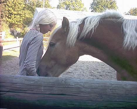 Haflinger Walde - SOLGT billede 2