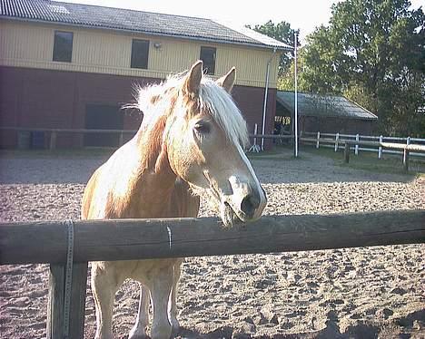 Haflinger Walde - SOLGT billede 8