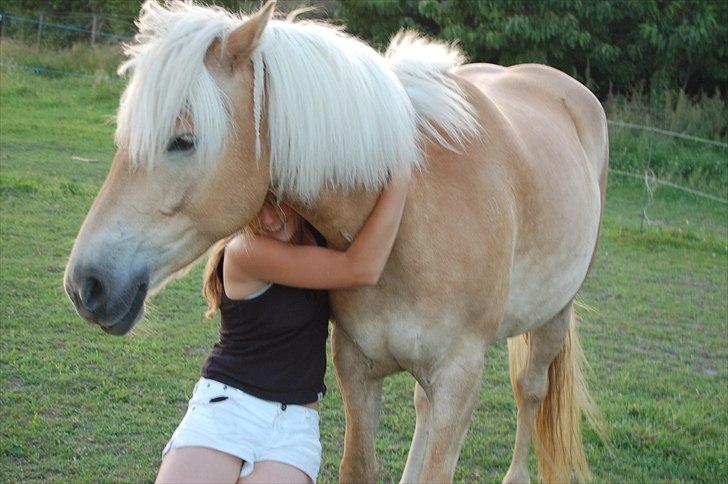 Tyroler Haflinger Gabriella Elghuset - Nordan år 2007 - husker det som var det igår, en mand kom hen til os og snakkede med os om, hvor langt vi kunne nå hvis vi kløede på...  billede 19