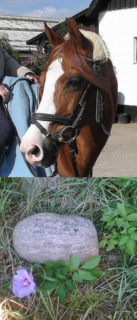 Anden særlig race - Røde <'3 *R.I.P* - "Til evigt minde om Painters Joke <3 Altid elsket - aldrig glemt" billede 1