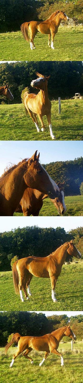 Anden særlig race - Røde <'3 *R.I.P* - Gisp! Hva er det for en lyd? Jeg må væk! Hvem kommer først?  *Altid elsket, aldrig glemt <´3* billede 2