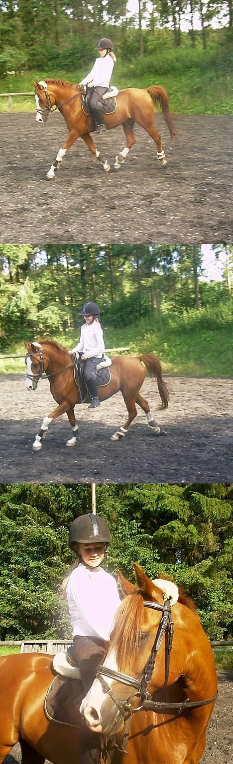 Anden særlig race - Røde <'3 *R.I.P* - Det var en fornøjelse at ride dressur på Røde. *Altid elsket, aldrig glemt <´3* billede 3