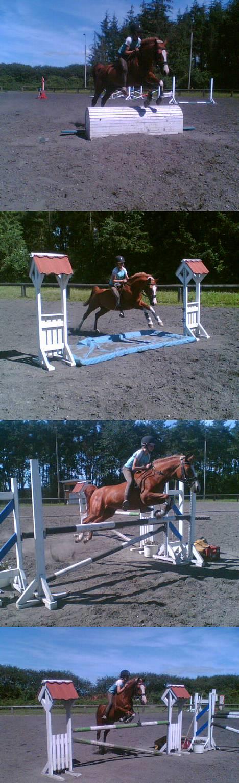 Anden særlig race - Røde <'3 *R.I.P* - Endnu et bevis på, at man kunne stole på Røde: Springning uden sadel var lige så godt som hvis sadlen var på. Endnu en ting at savne... *Altid elsket, aldrig glemt <´3* billede 4