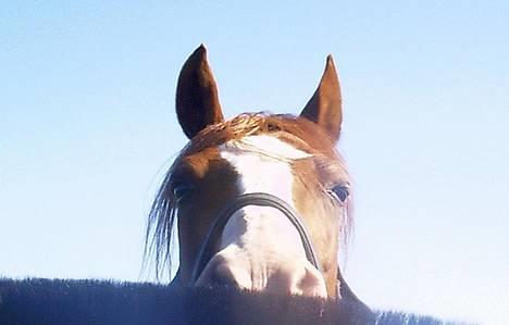 Anden særlig race - Røde <'3 *R.I.P* - "Må jeg lige have lov at vågne? Det er umoralsk at tage billeder af mig med morgenhår og søvn i øjnene :)" *Altid elsket, aldrig glemt <´3* billede 9