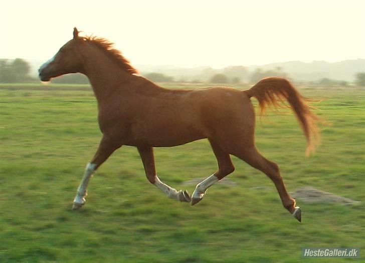 Anden særlig race - Røde <'3 *R.I.P* - Smukke, smukke sommerpony <´3 *Altid elsket, aldrig glemt <´3* billede 13