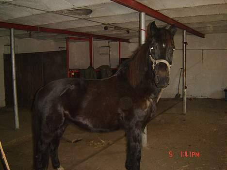 Anden særlig race Django<3 gammel pony ;/  - uhh, min lille pony har meget vinter pels<´33 billede 6