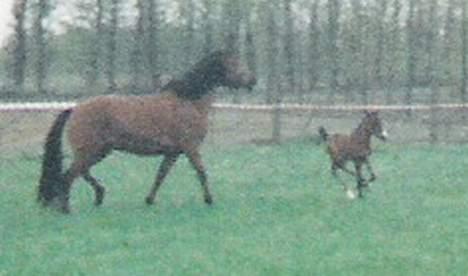 New Forest Starlight (solgt) - Kom mor så løber vi... JUBII billede 11
