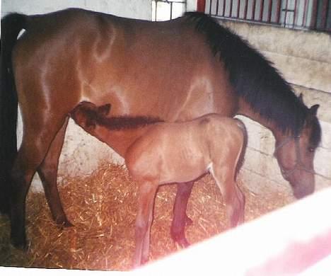 New Forest Starlight (solgt) - Starlight ca. en uge gammel tager lige en tår at drikke. billede 13