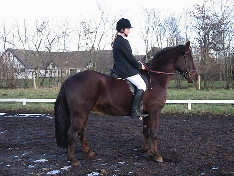 Anden særlig race Obelix billede 6