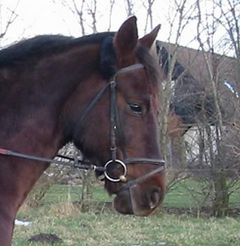 Anden særlig race Obelix billede 7